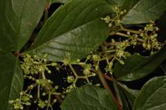 Parthenocissus semicordata